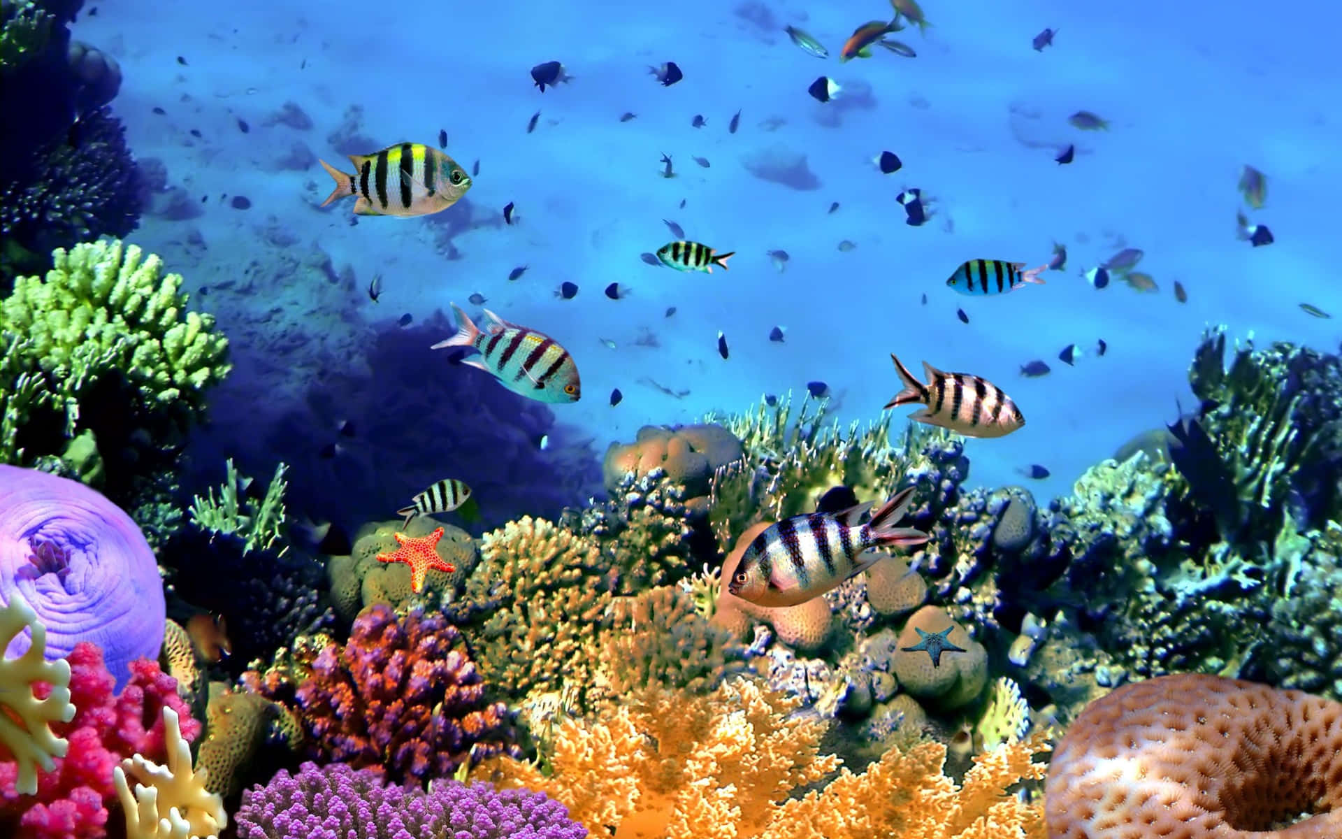A Colorful Coral Reef With Many Fish And Corals