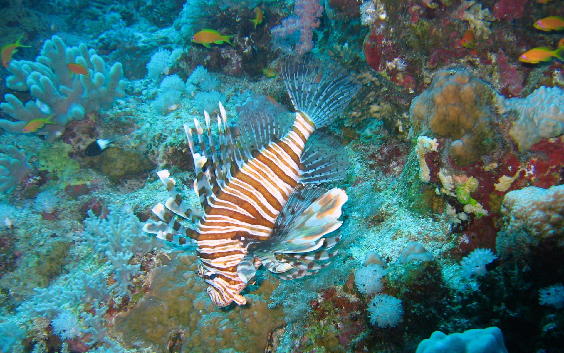 Pesceleone Che Nuota Su Una Barriera Corallina