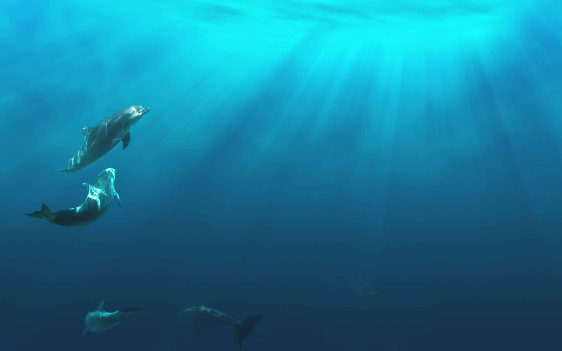 Dive into the beauty of the Underwater Ocean