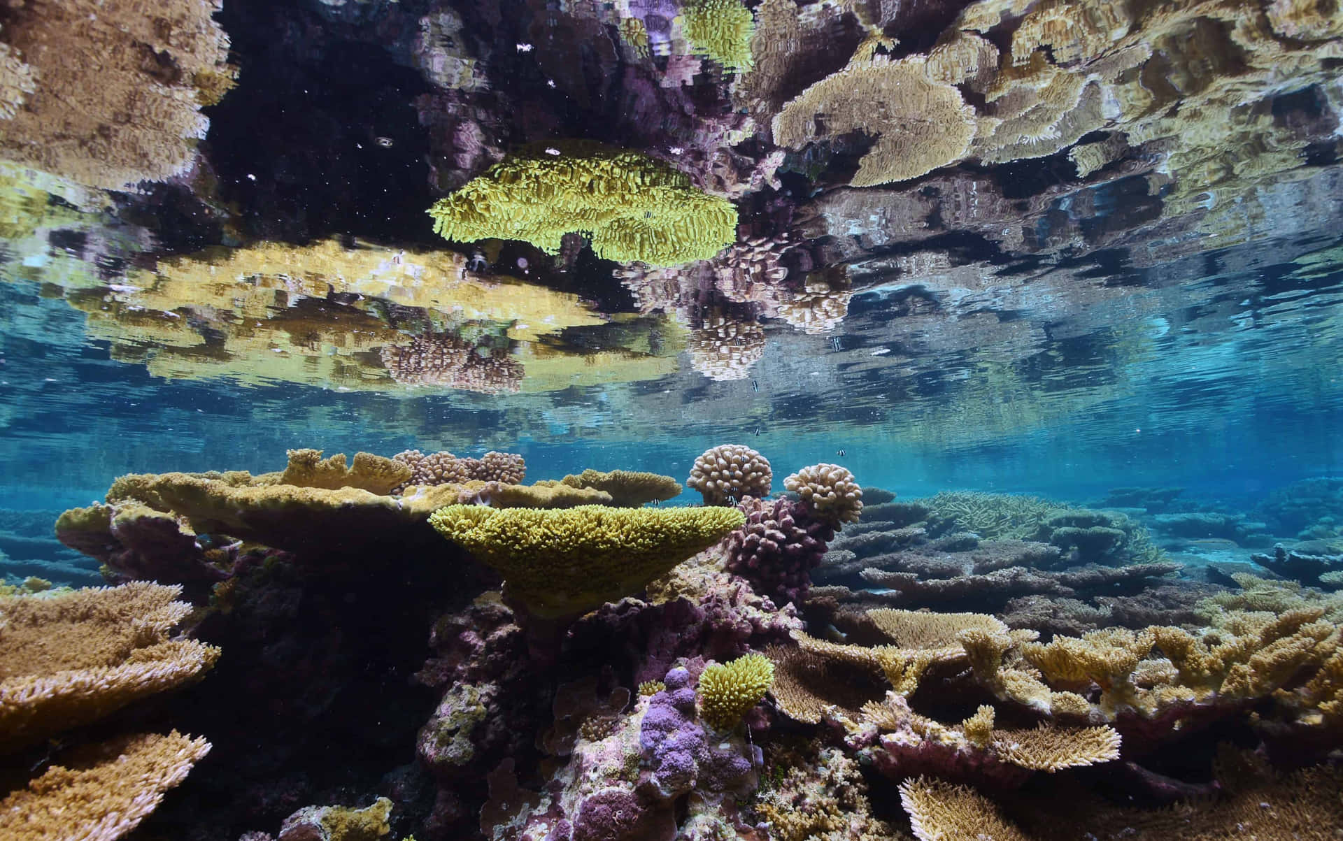 Experience a Peaceful Underwater Ocean