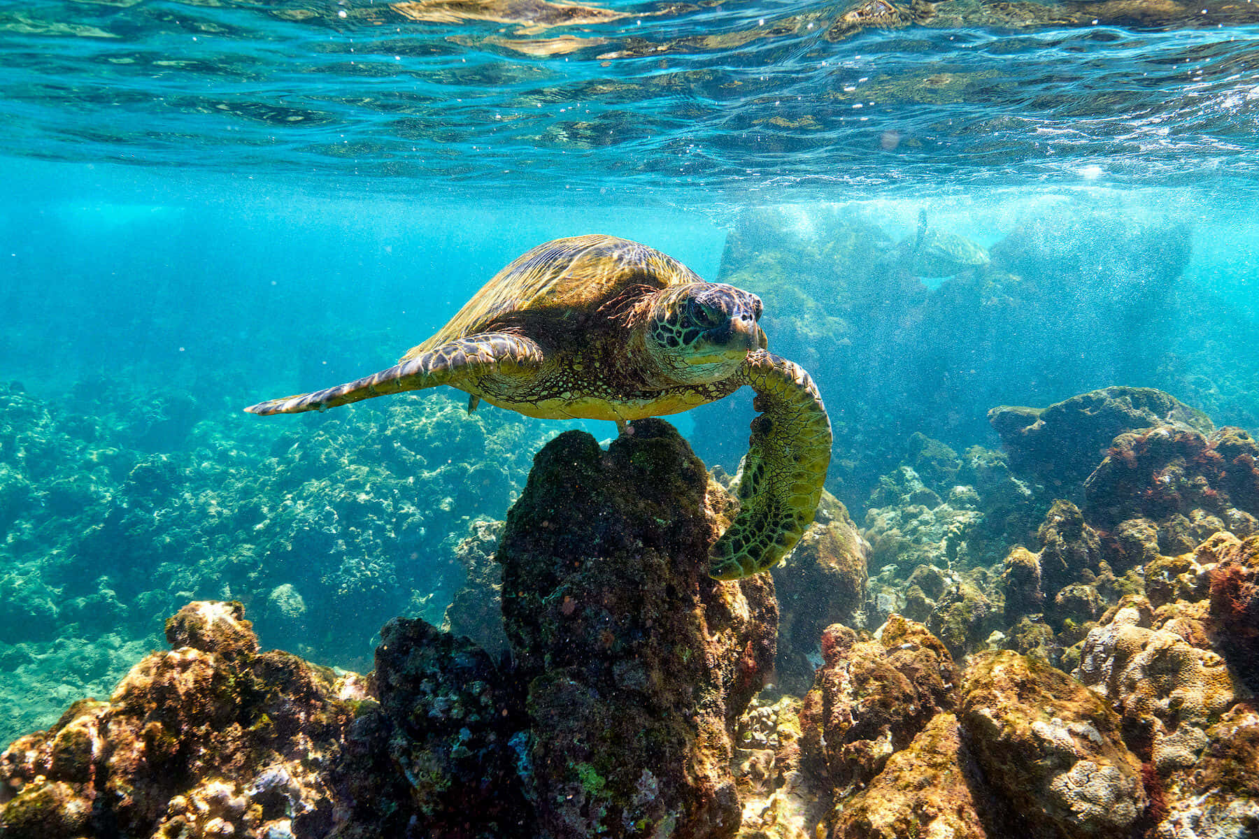 A Green Turtle Swimming In The Ocean Near Rocks