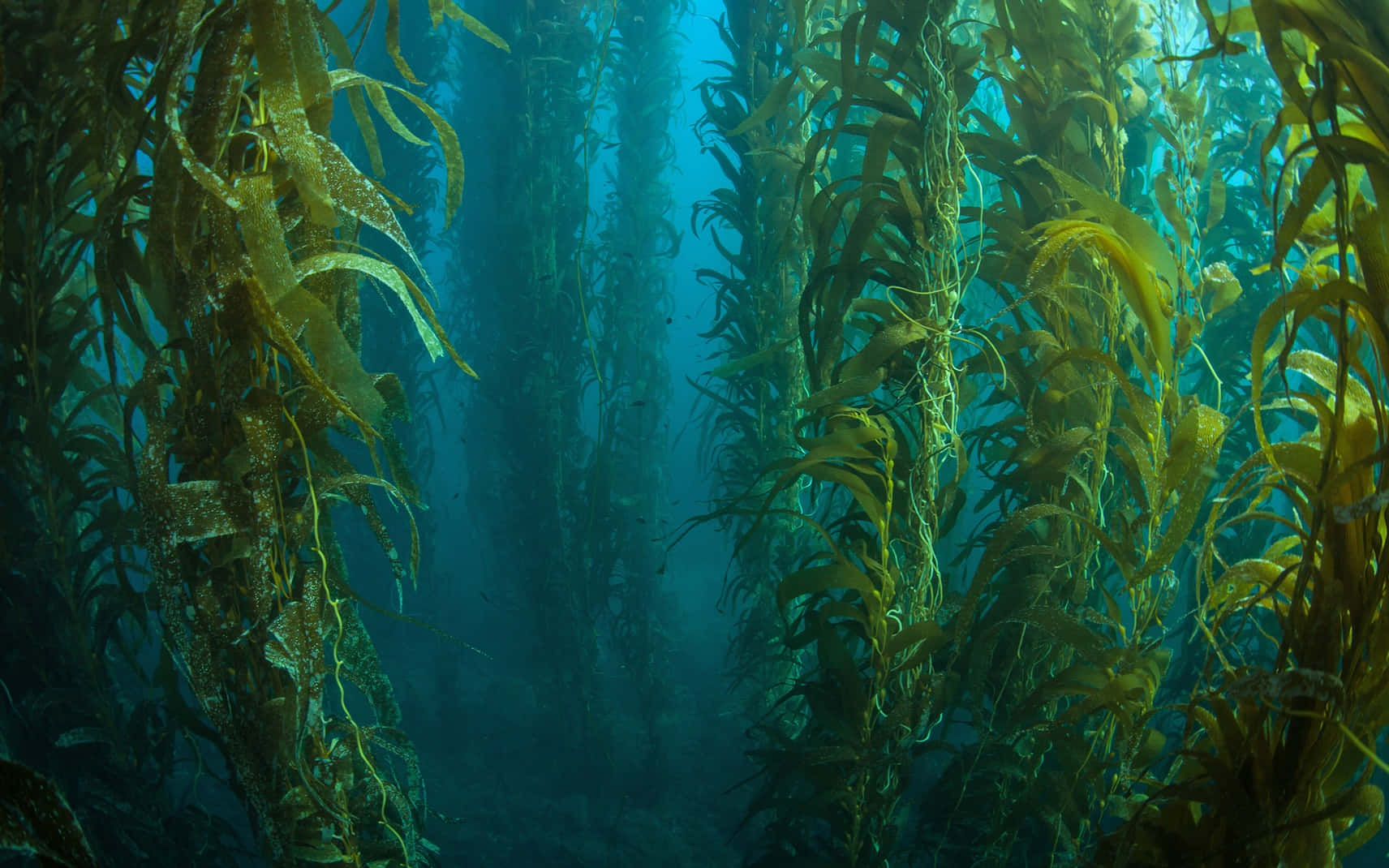 Kelp Forest In The Ocean