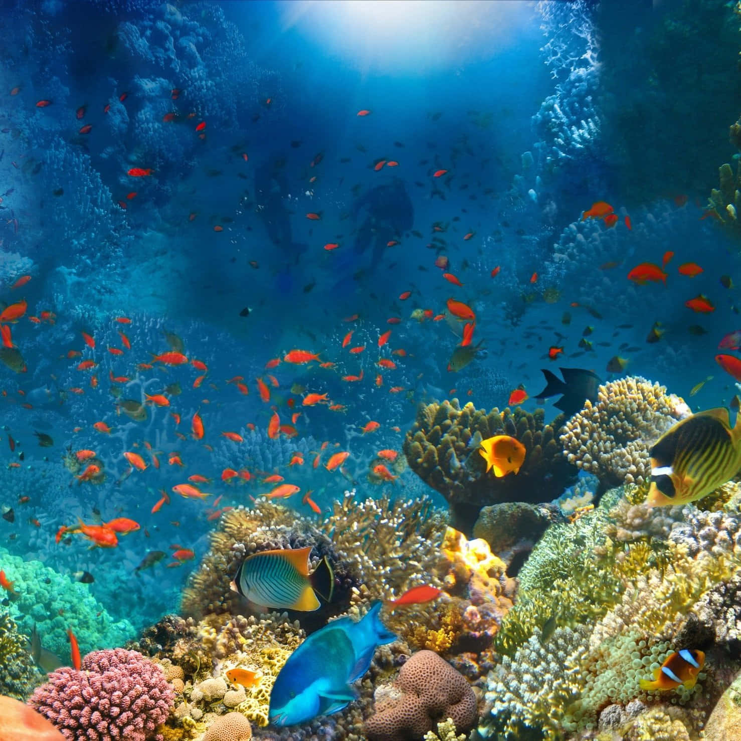 Discover the magically beautiful world of the Underwater Ocean