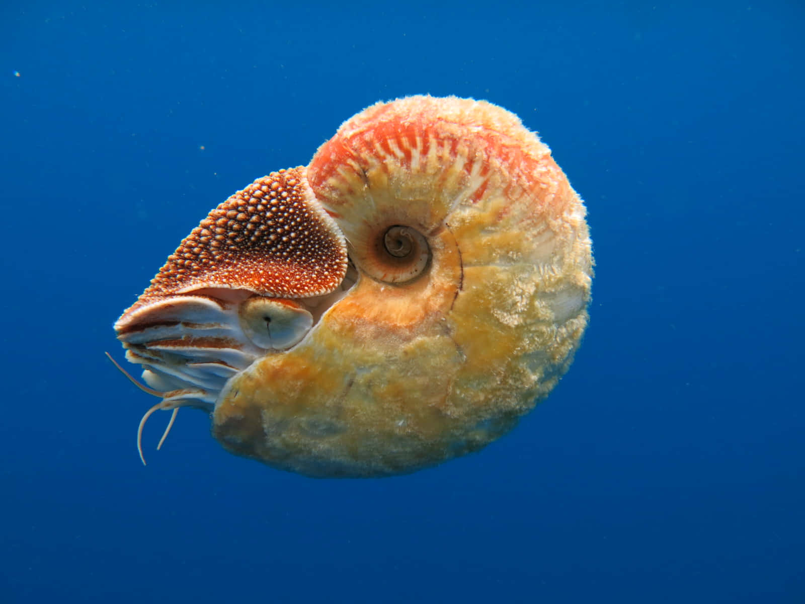 Underwater Overview Of A Nautilus Wallpaper