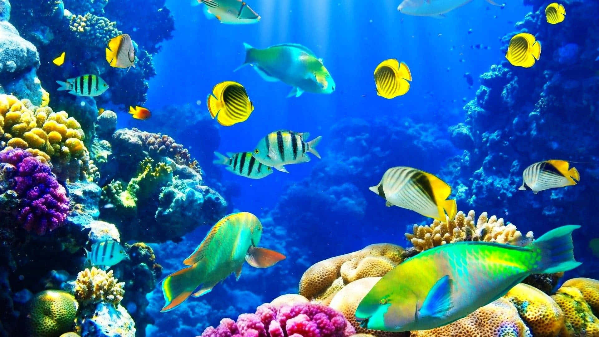 Etfantastisk Billede Af Et Levende Koralrev Under Overfladen.