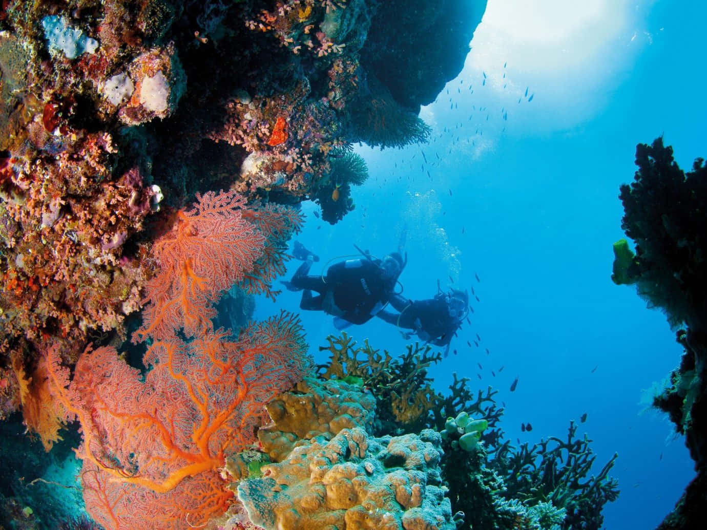 Bildenen Vacker Korallrev Ligger Under Det Turkosa Vattnet.