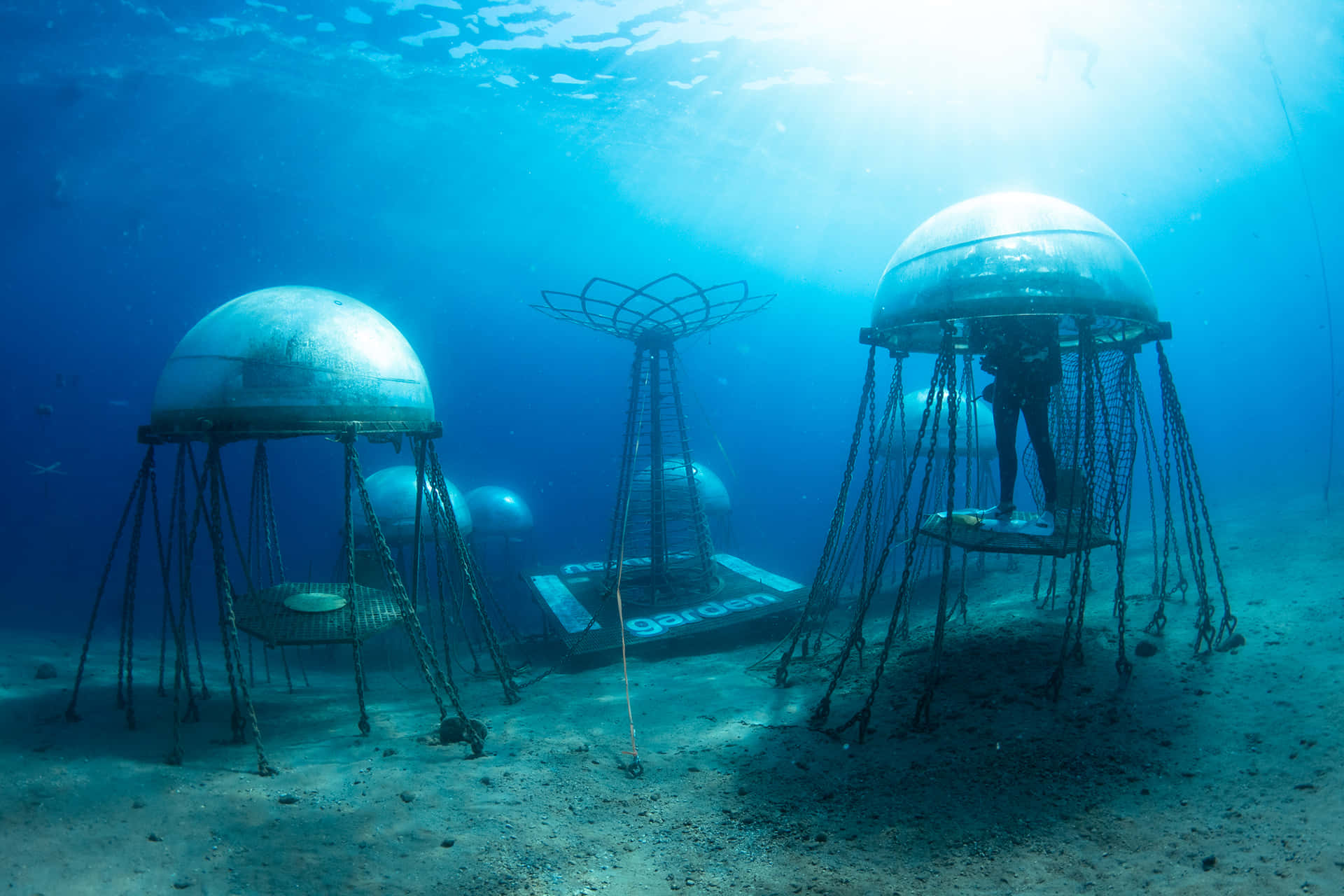 Einegruppe Oktopusförmiger Strukturen Im Meer