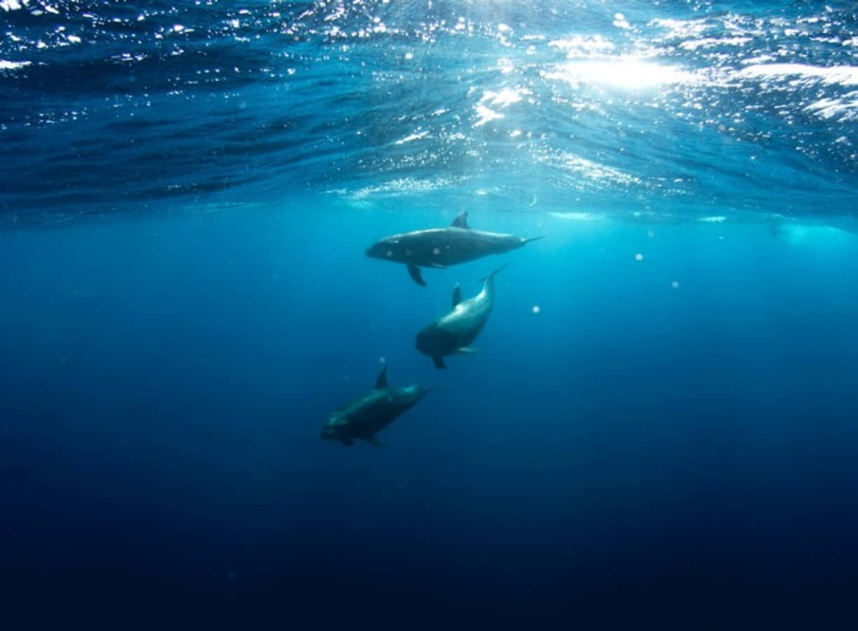 Underwater Porpoise Pod Swimming Wallpaper