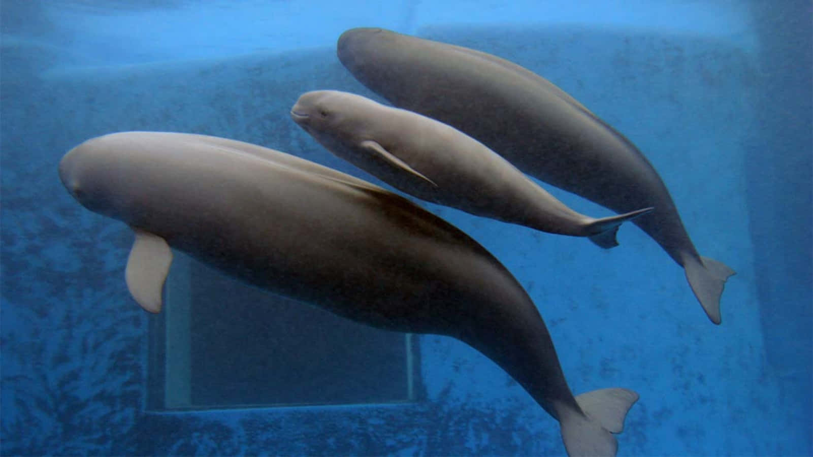 Underwater Porpoises Swimming.jpg Wallpaper