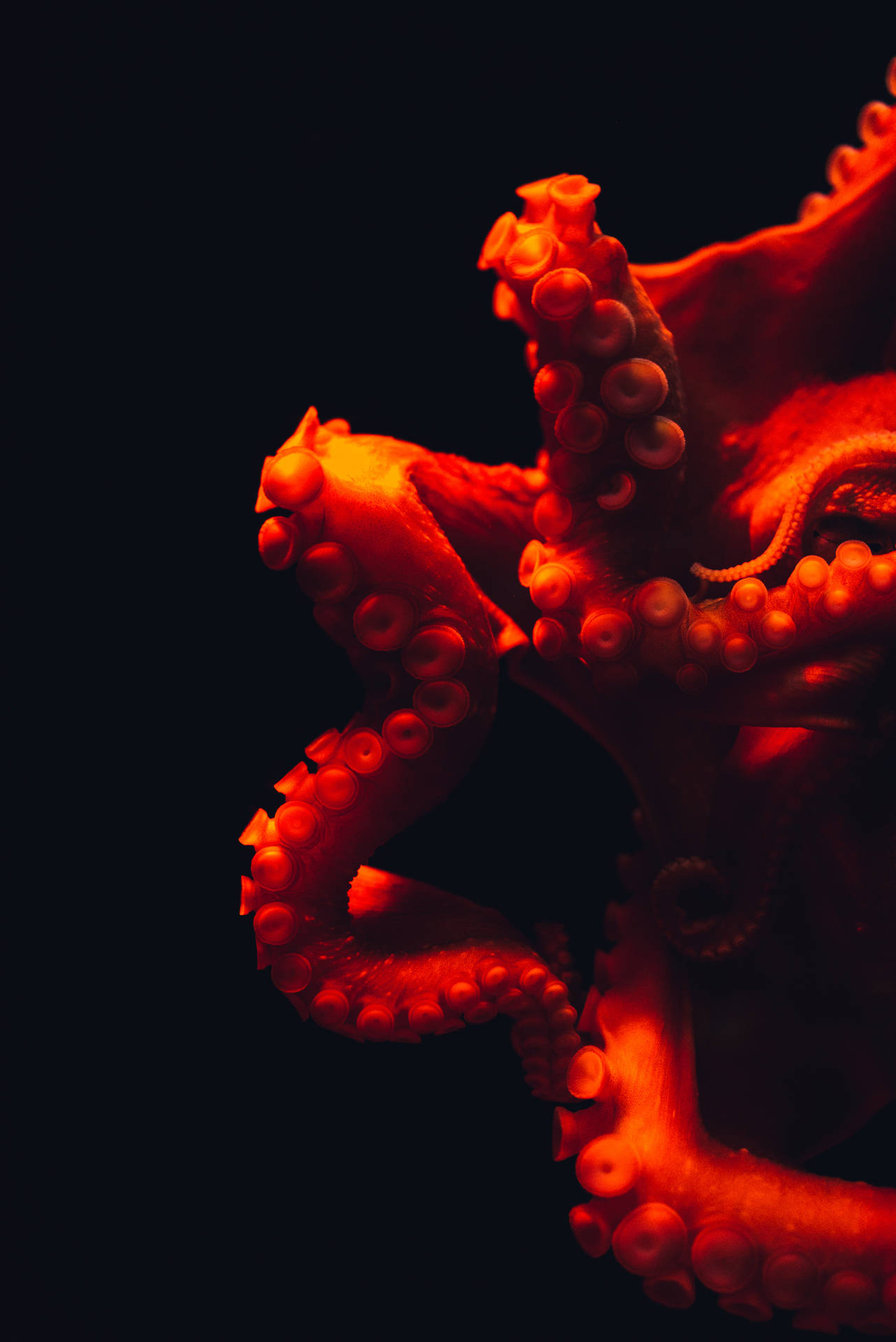 Underwater Red Octopus Wallpaper