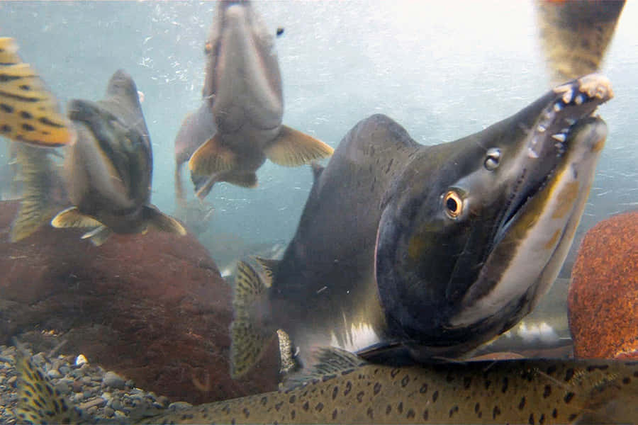 Underwater Salmon Schooling.jpg Wallpaper