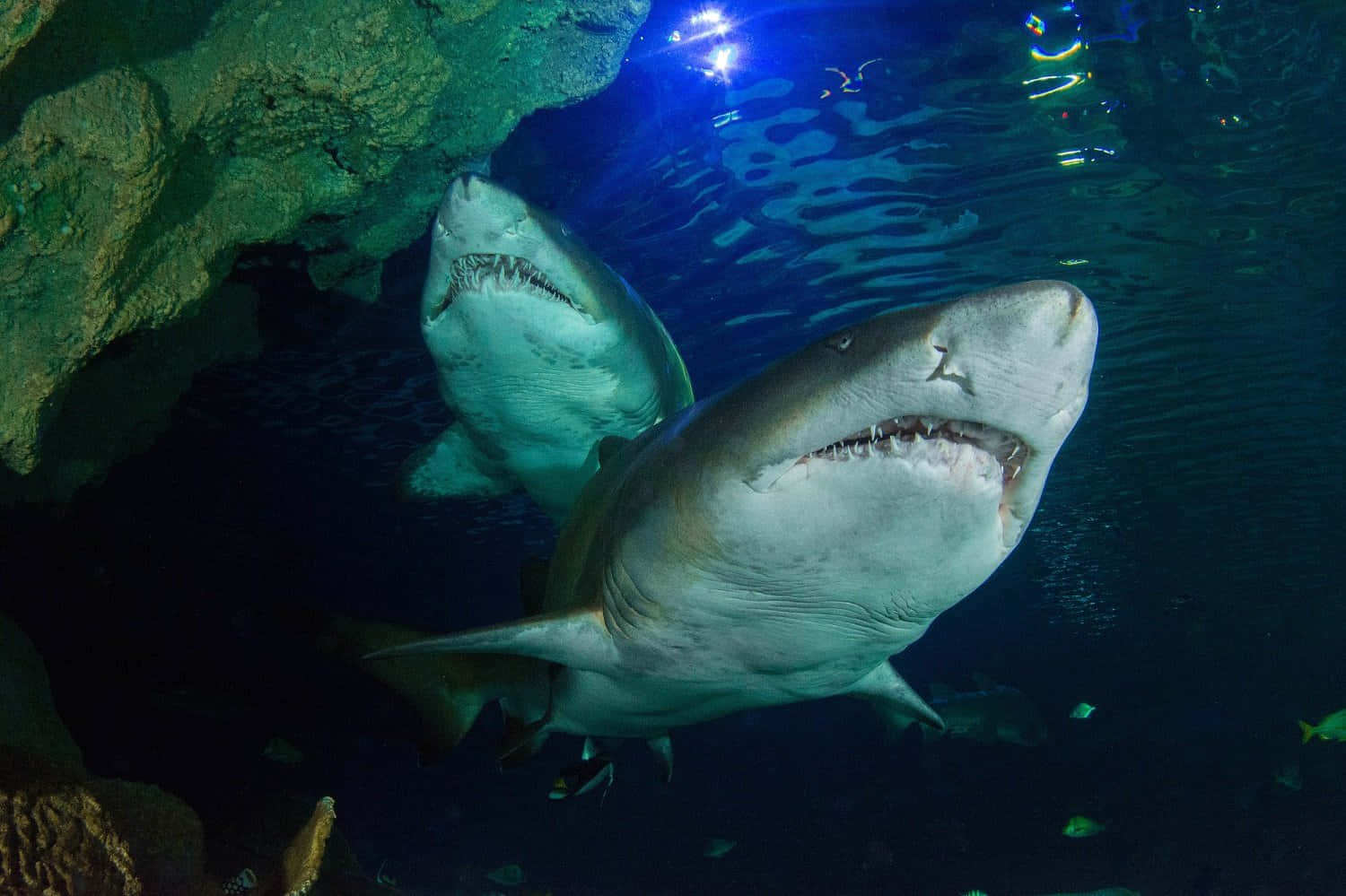 Underwater Sand Shark Encounter.jpg Wallpaper