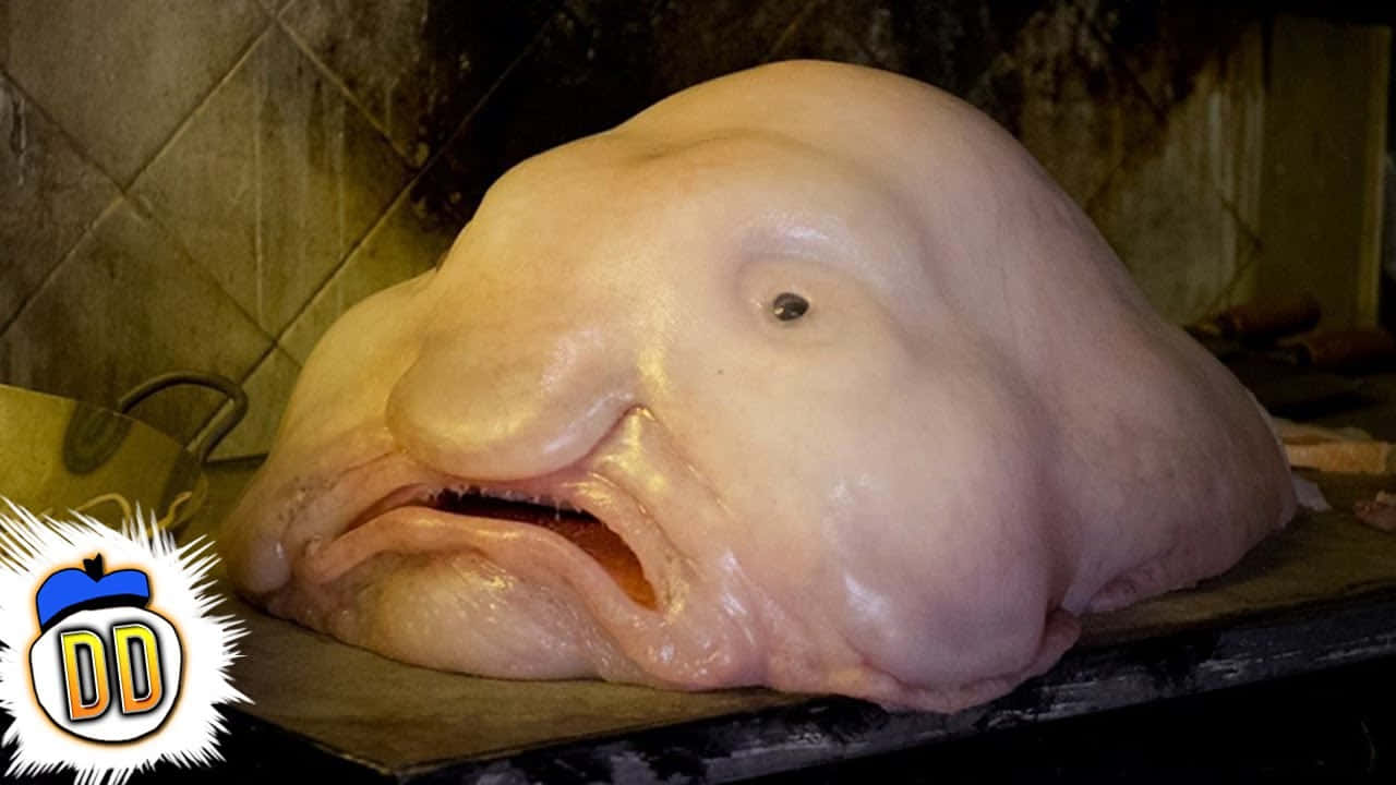 A Large Fish Head Is Sitting On A Stove