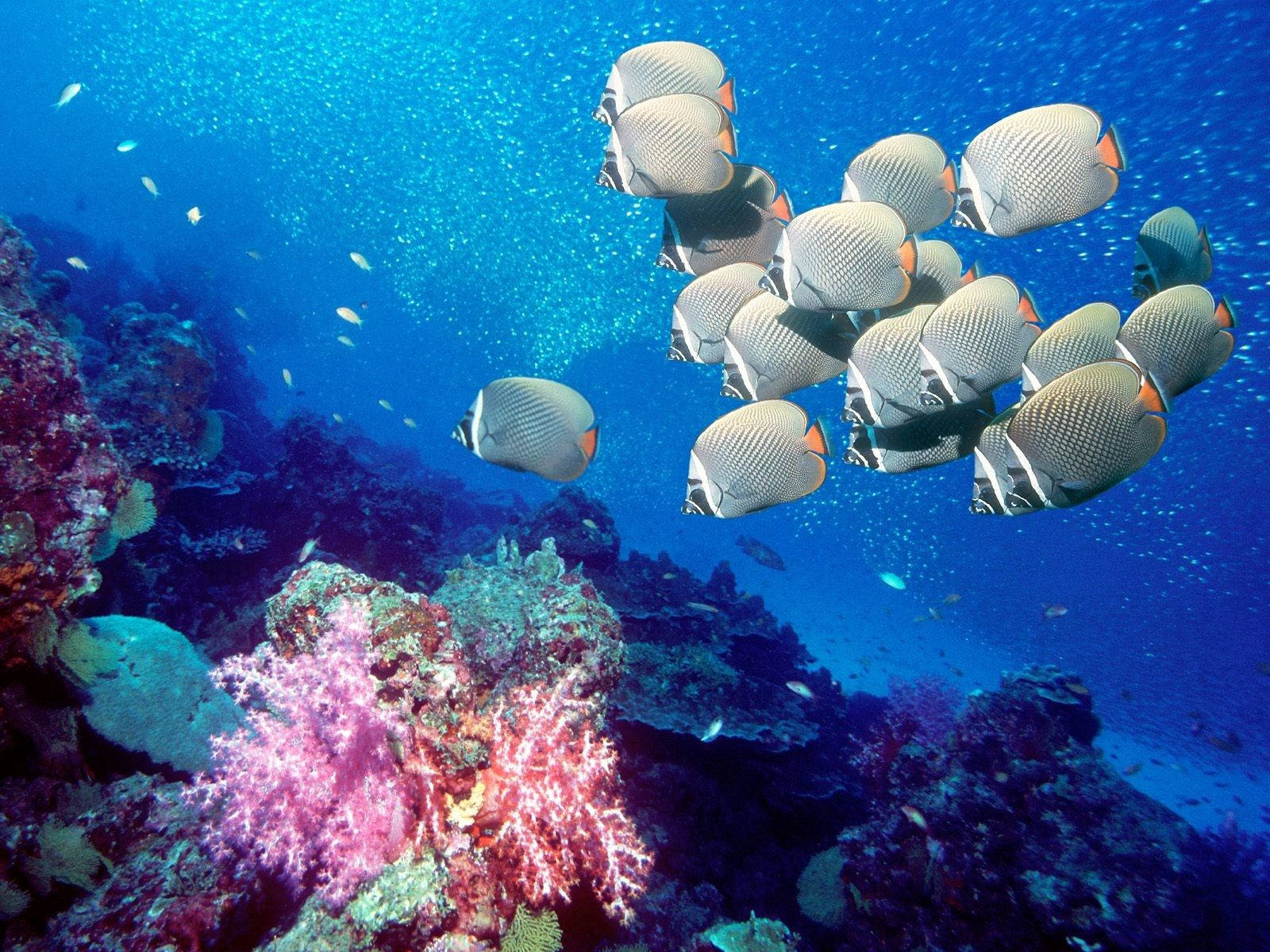 A School of Fish and Vibrant Corals Swim Through the Ocean Depths Wallpaper