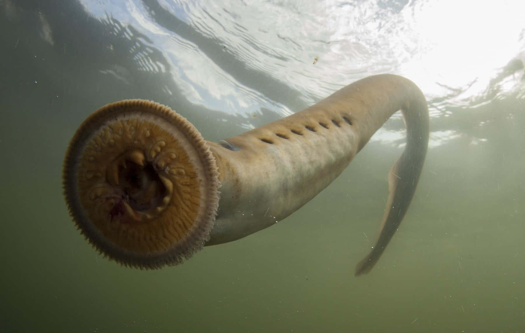 Underwater Sea Lamprey Wallpaper