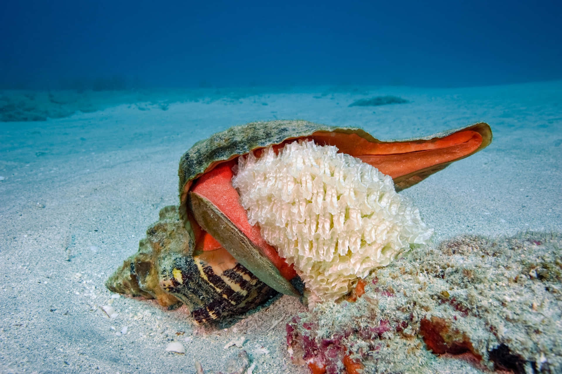 Underwater Sea Snail Emerging From Shell Wallpaper