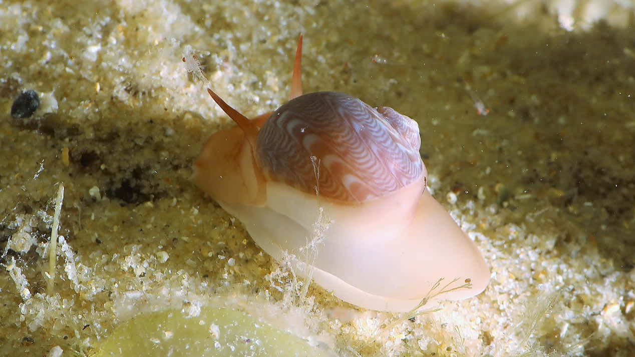 Underwater Sea Snail Sandy Bottom Wallpaper