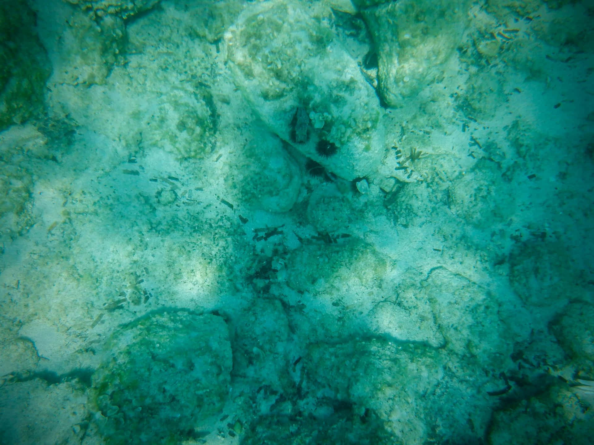 Download Underwater Seabed Texture Wallpaper | Wallpapers.com