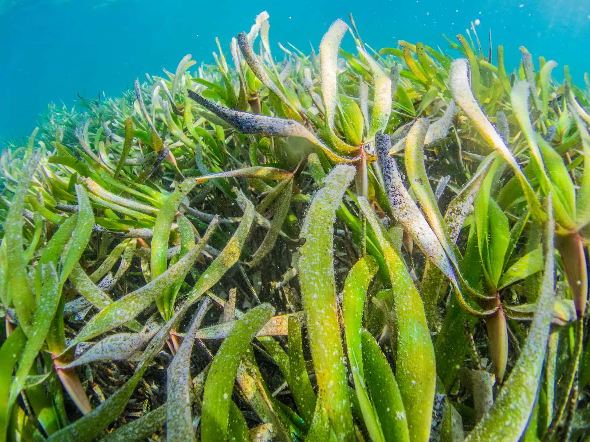 Underwater Seagrass Bed Wallpaper