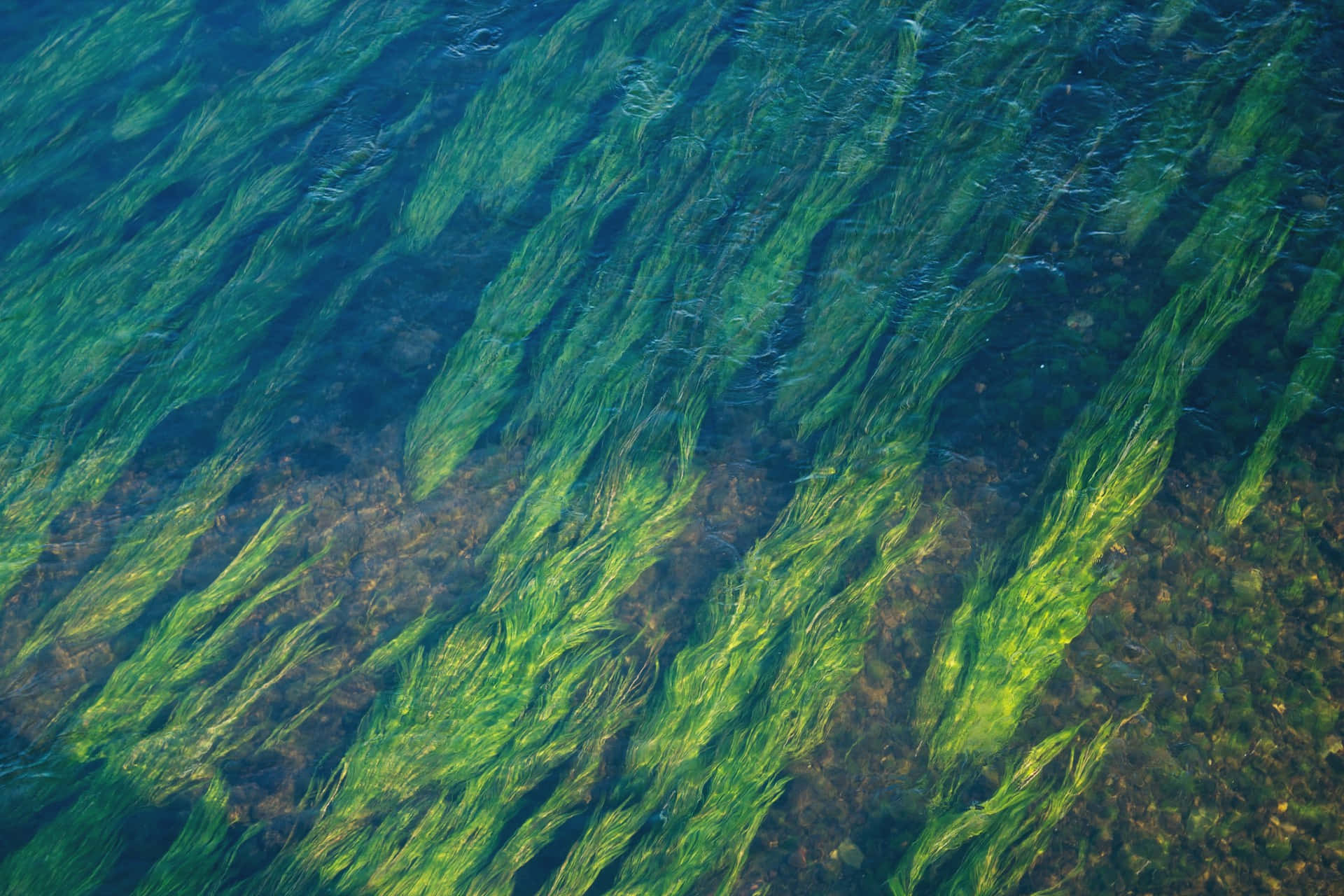 Underwater Seagrass Bed Wallpaper