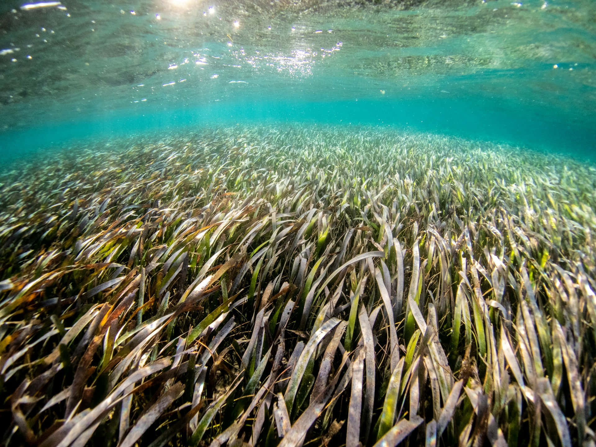 Underwater Seagrass Bed Wallpaper