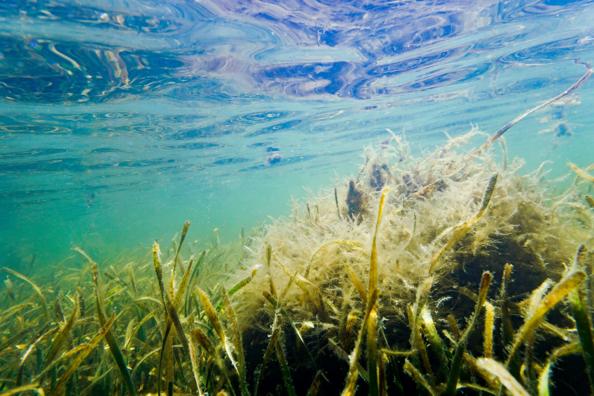 Underwater Seagrass Bed Reflections Wallpaper