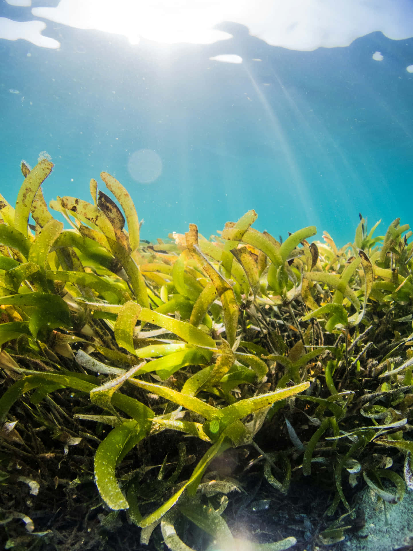 Underwater Seagrass Bed Sunlight Wallpaper