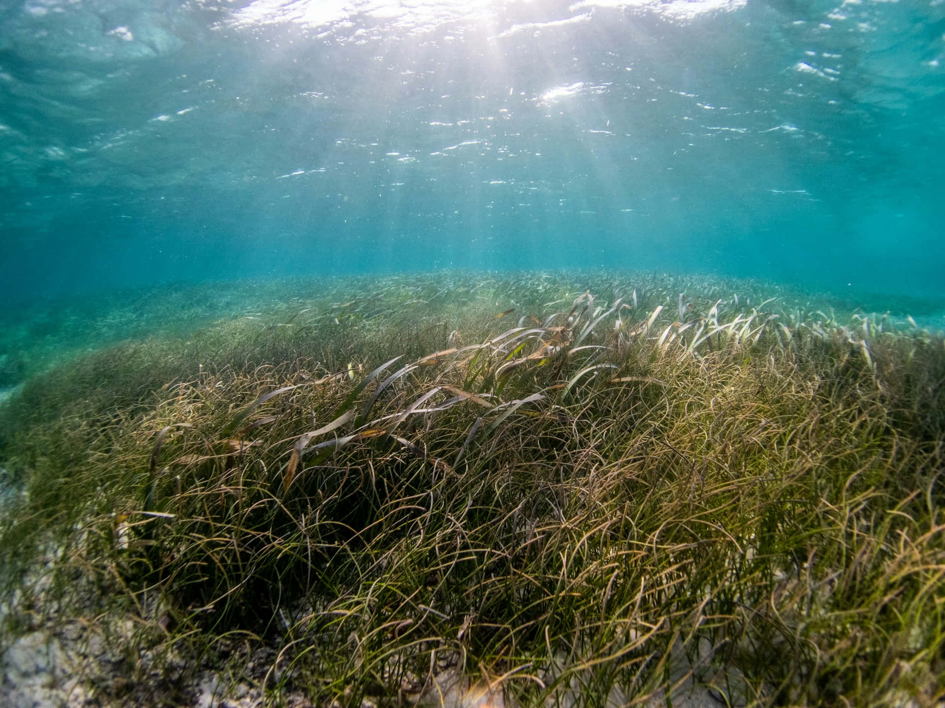 Underwater Seagrass Bed Sunlight Wallpaper