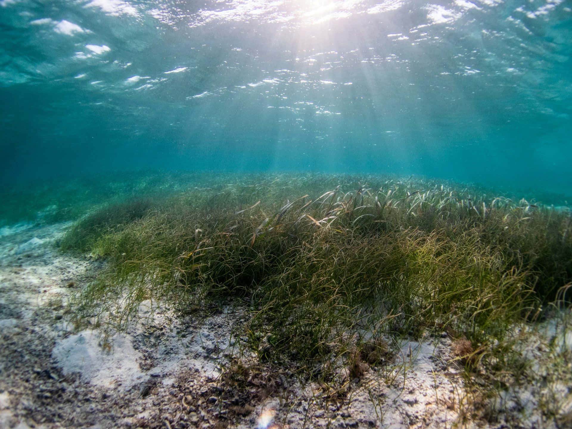 Underwater Seagrass Bed Sunlight Wallpaper