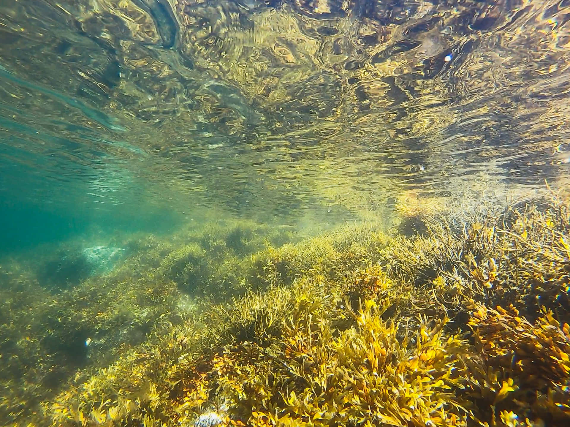 Underwater Seagrass Bed Sunlight Reflections.jpg Wallpaper