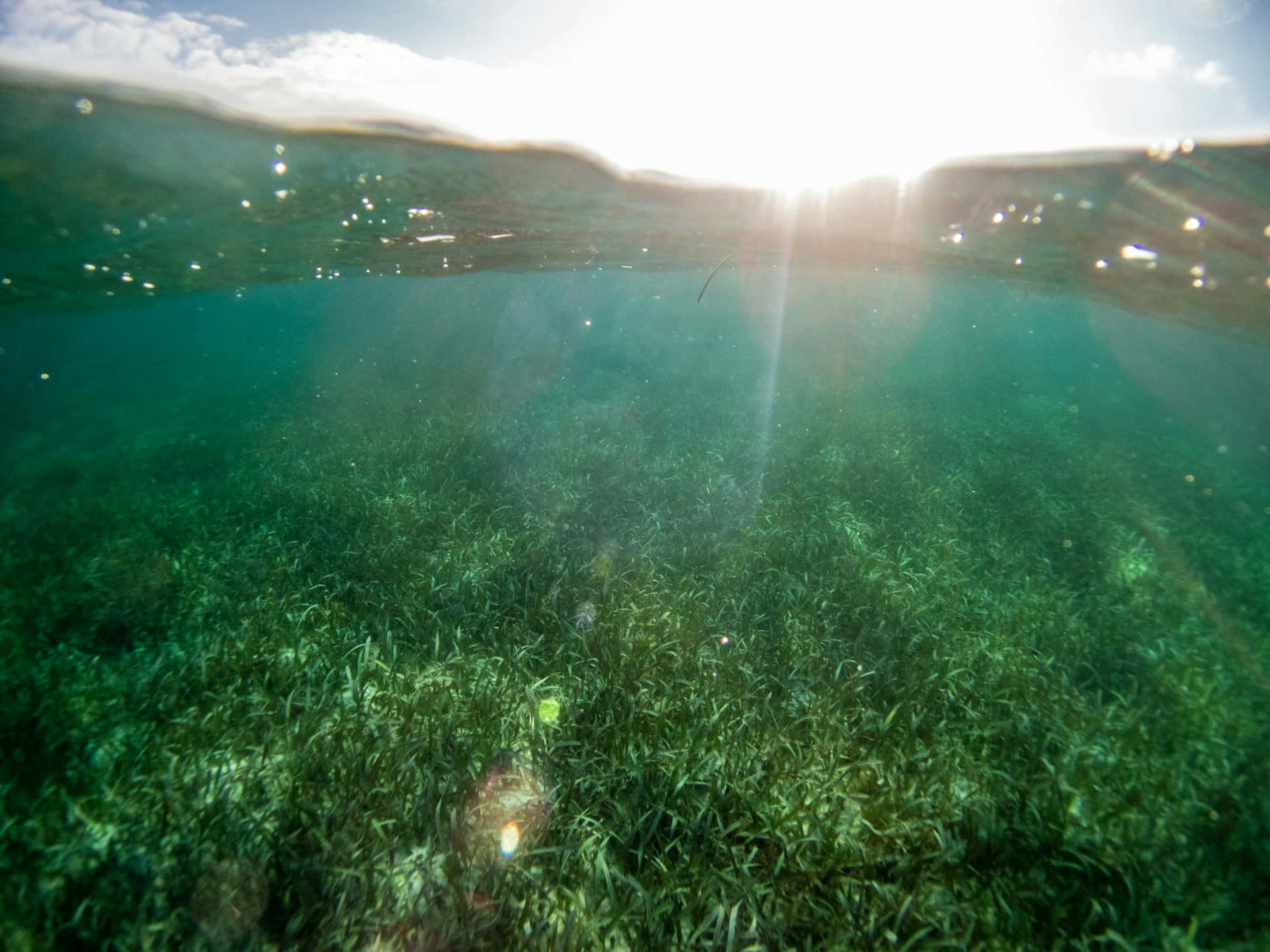 Underwater Seagrass Bed Sunlight Wallpaper