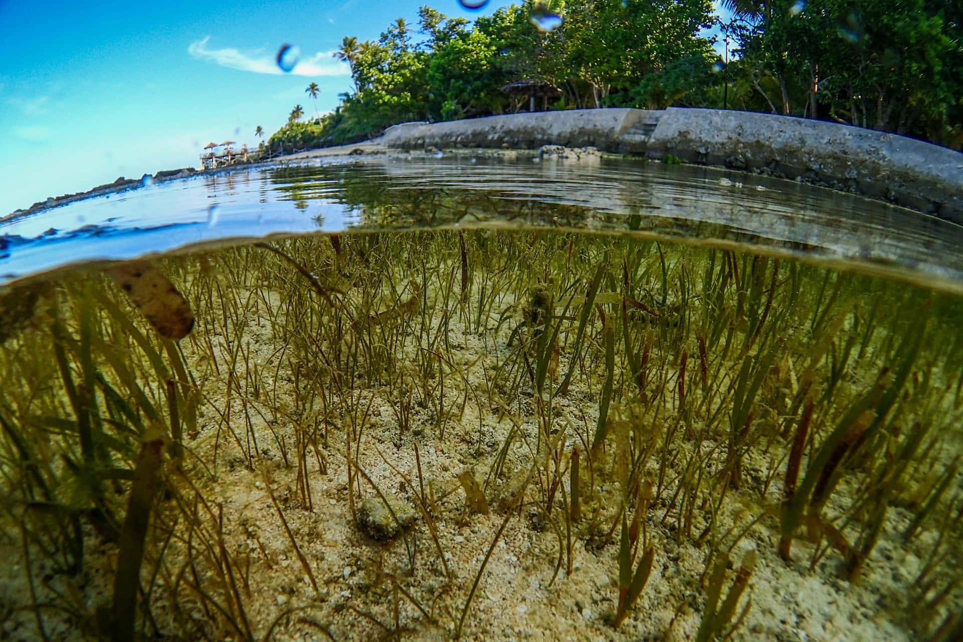 Underwater Seagrass Bed With Island Background Wallpaper