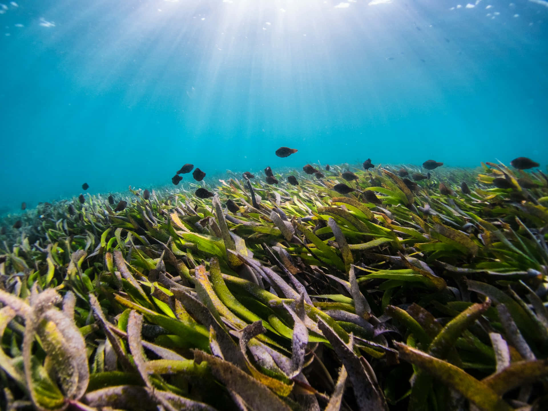 Underwater Seagrass Bedwith Fish Wallpaper