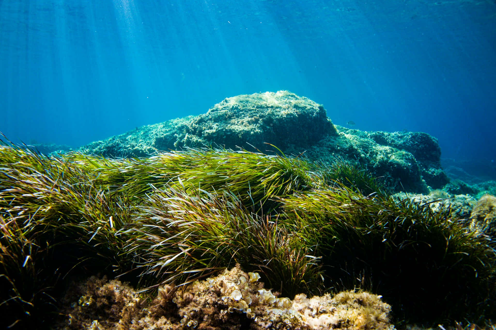 Underwater Seagrass Bedwith Sunrays Wallpaper