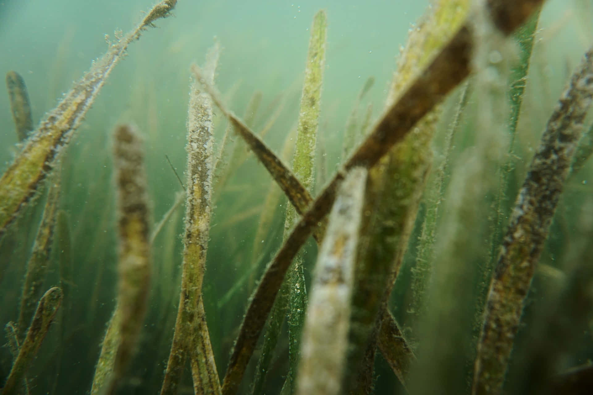 Underwater Seagrass Meadow Wallpaper