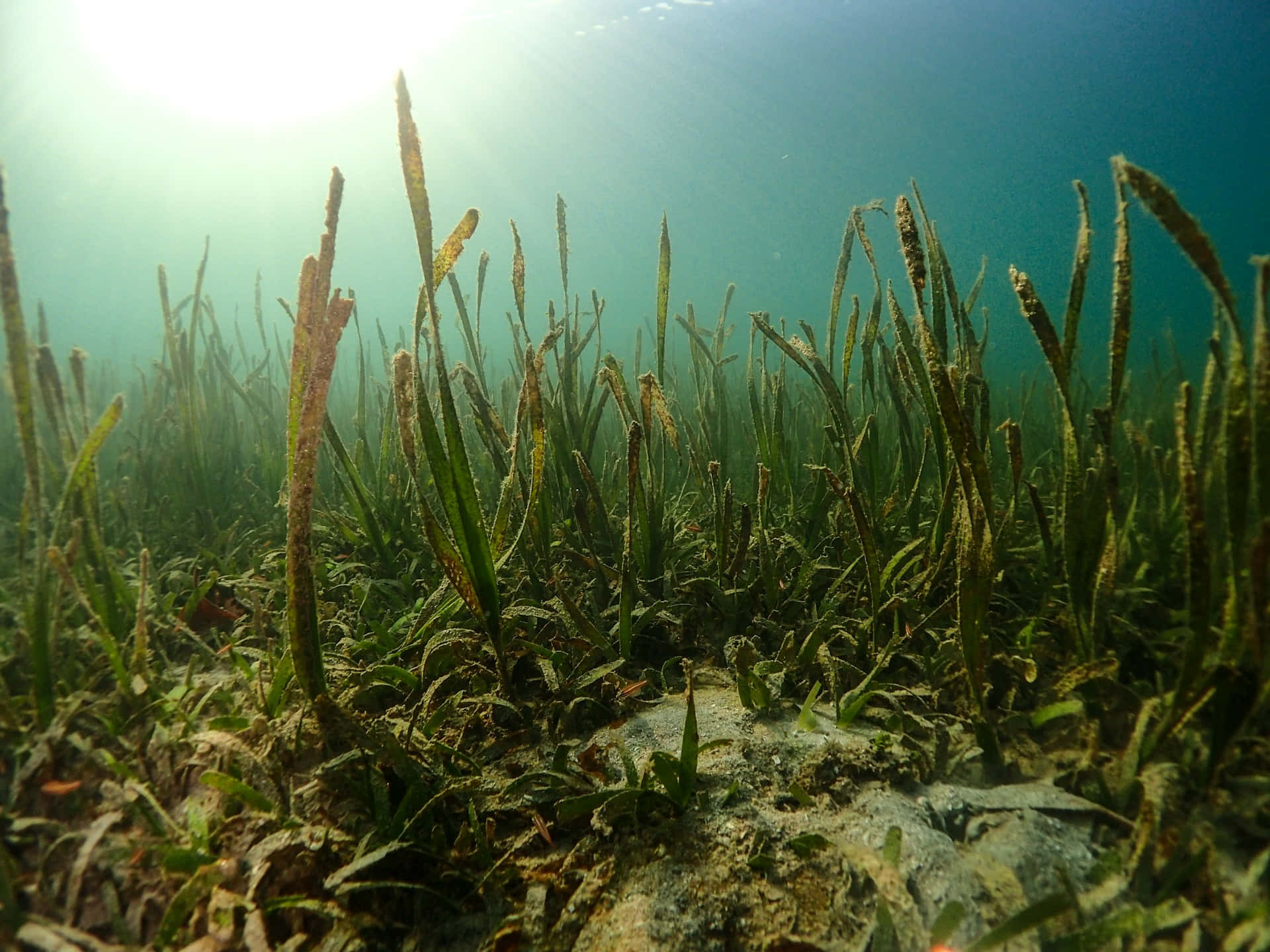 Underwater Seagrass Meadow Sunlight Wallpaper