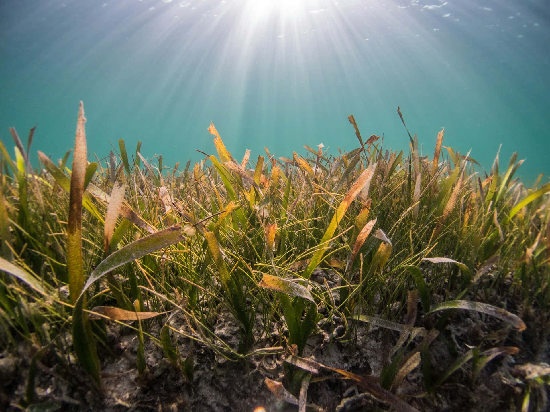 Underwater Seagrass Meadow Sunlight Wallpaper