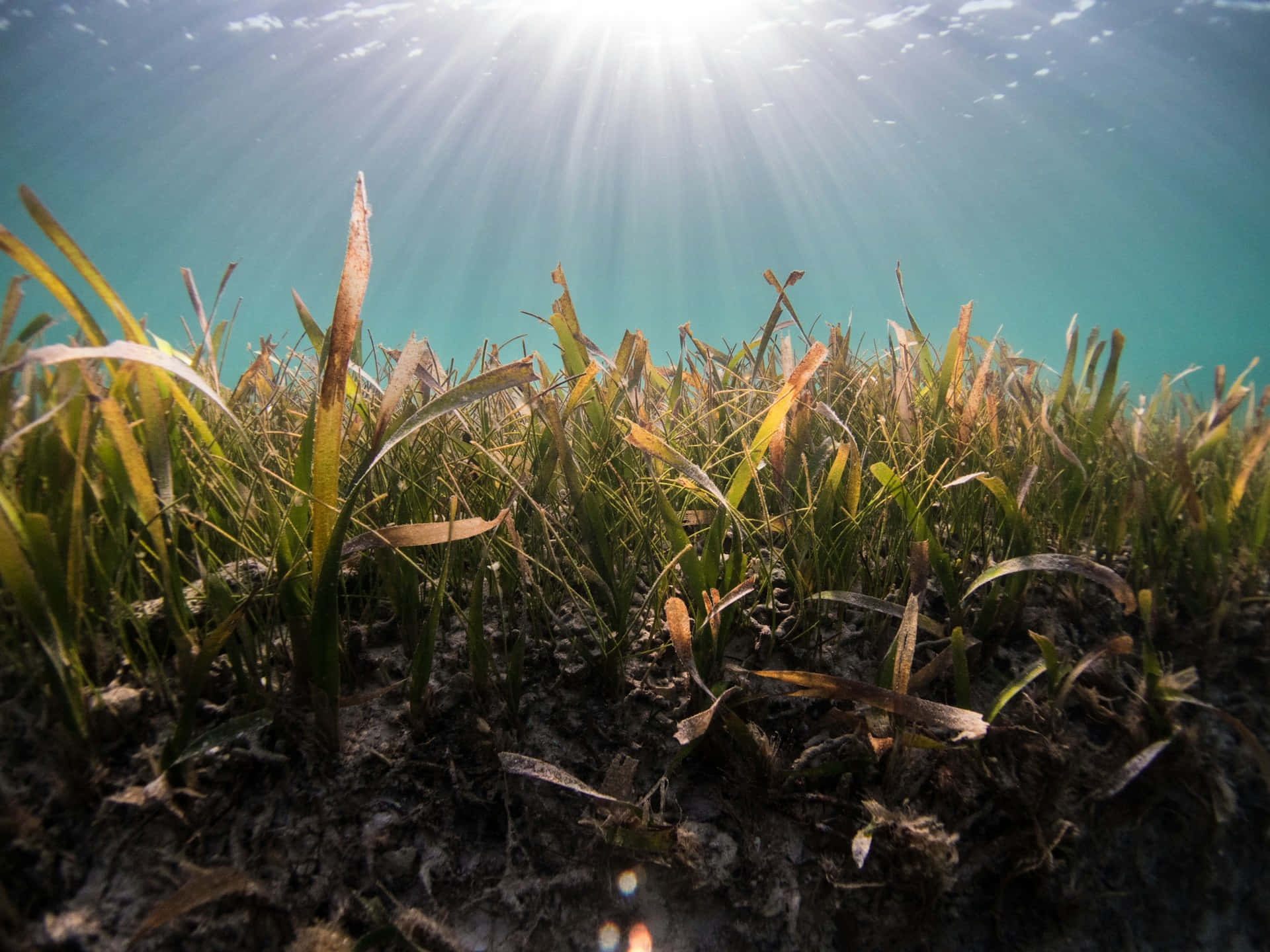 Underwater Seagrass Meadow Sunrays Wallpaper