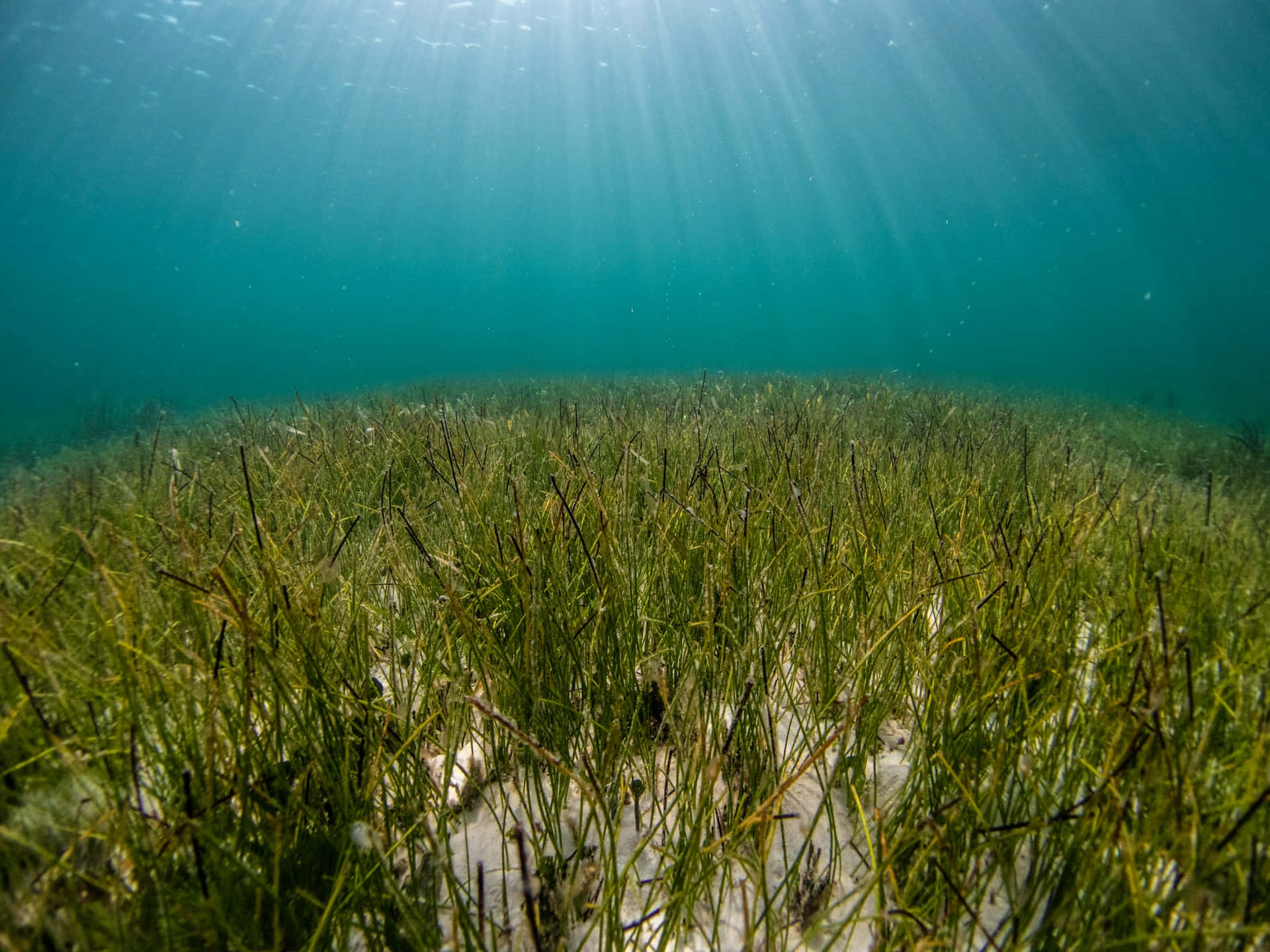 Underwater Seagrass Meadow Sunrays Wallpaper