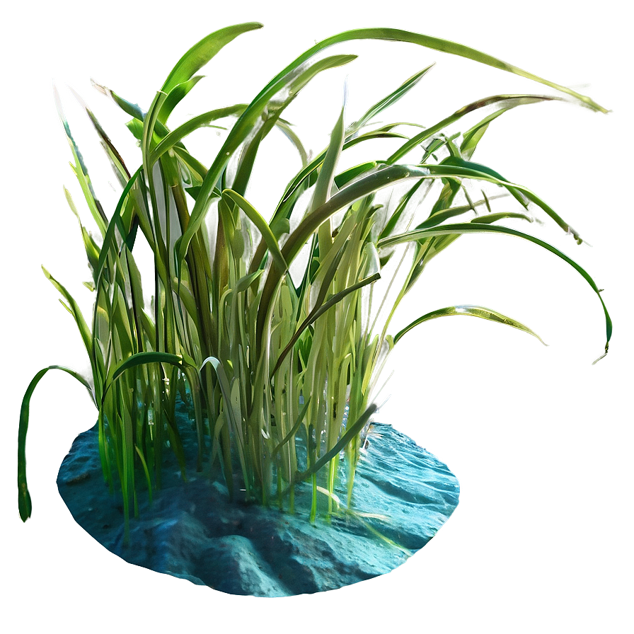 Underwater Seagrass Png Nnl PNG