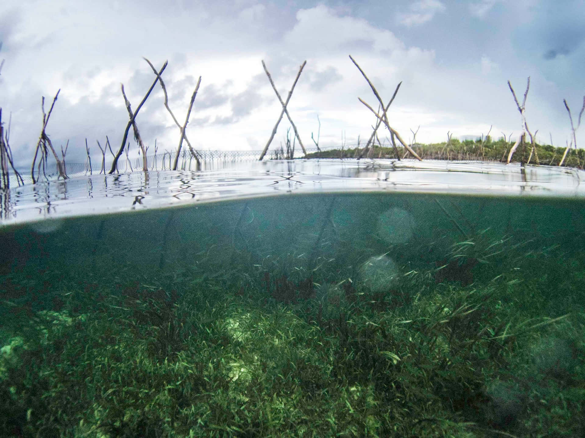 Underwater Seagrass With Split Surface View Wallpaper