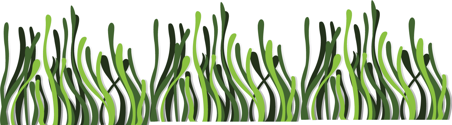 Underwater Seaweed Illustration PNG