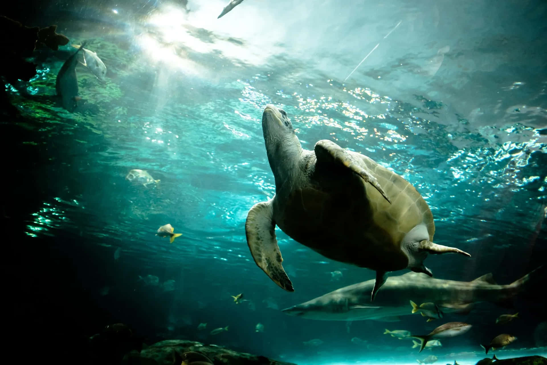 Underwater Serenity Ripleys Aquarium Wallpaper