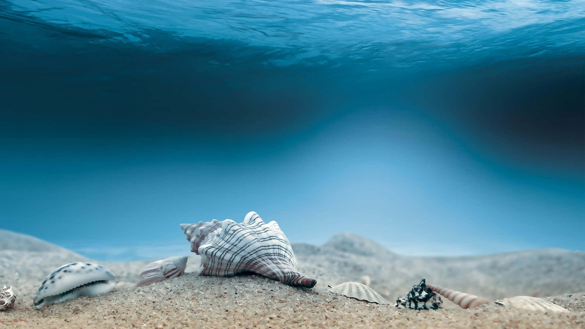 Underwater_ Serenity_with_ Seashells.jpg Wallpaper