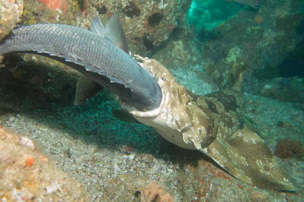 Underwater Serenity - Wobbegong Shark In Its Natural Habitat Wallpaper