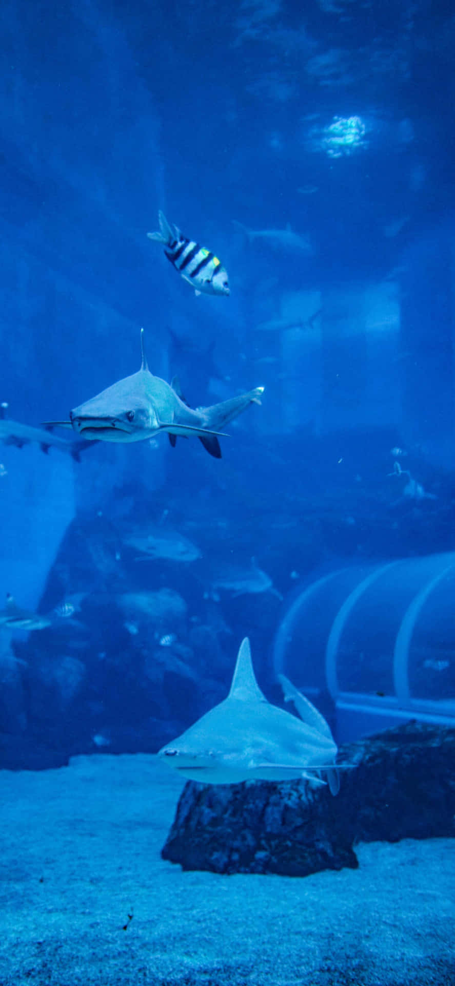 Underwater_ Shark_ Encounter_ Aquarium.jpg Wallpaper