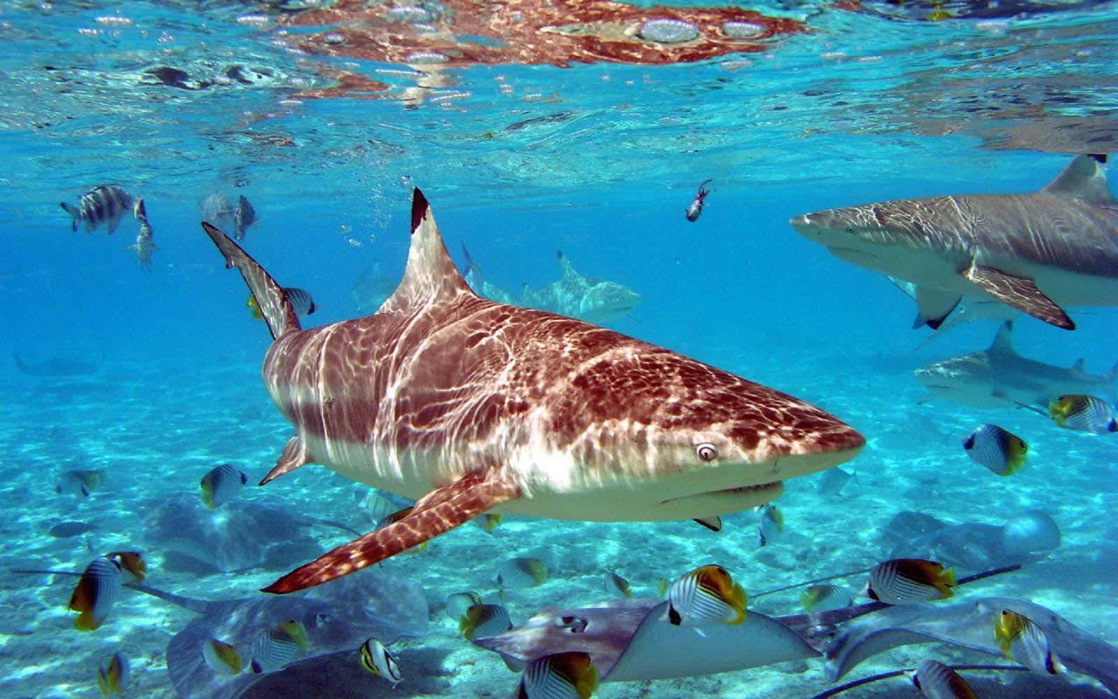 Underwater_ Shark_ Surrounded_by_ Fish.jpg Wallpaper