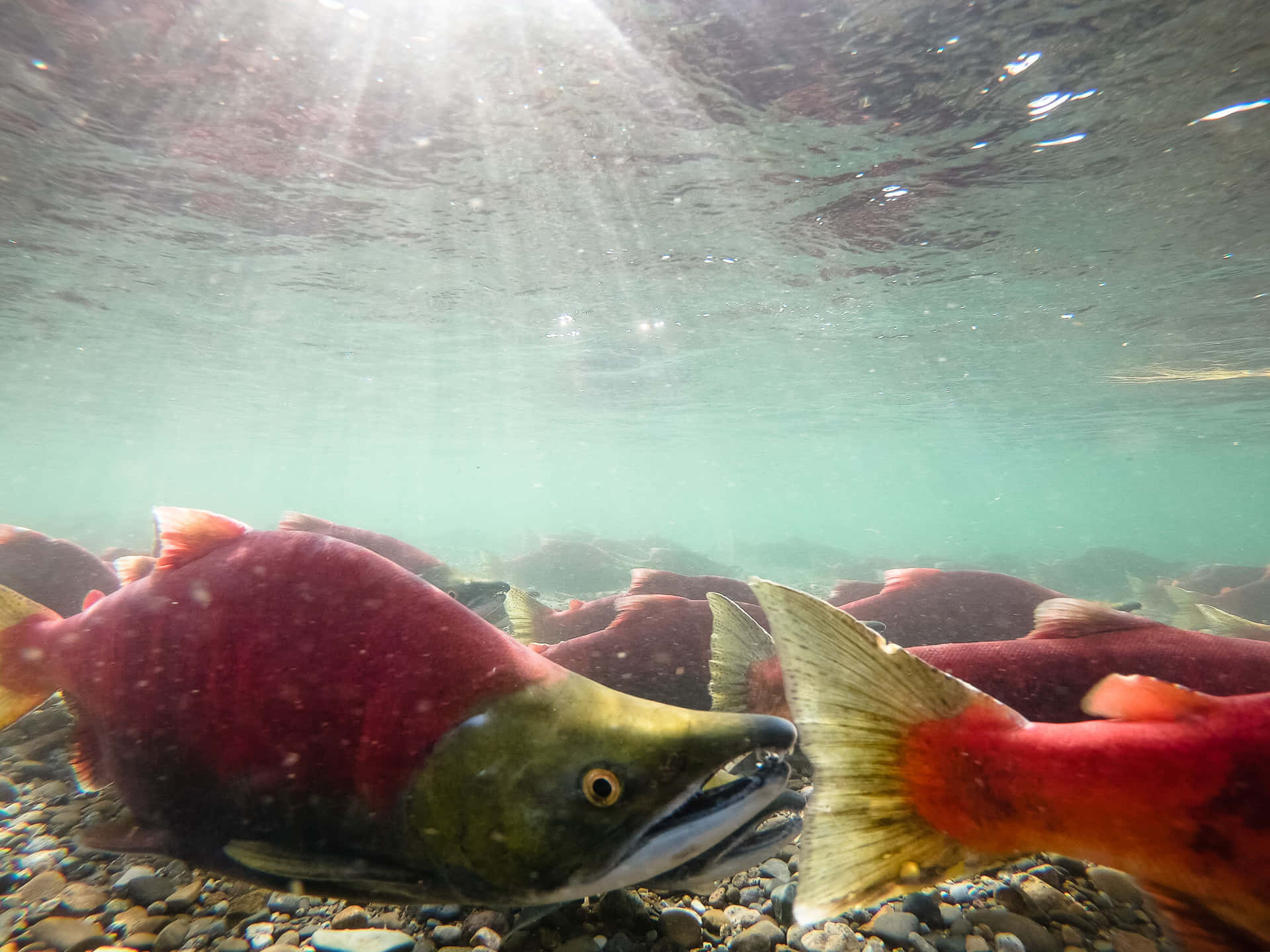 Underwater Sockeye Salmon School.jpg Wallpaper