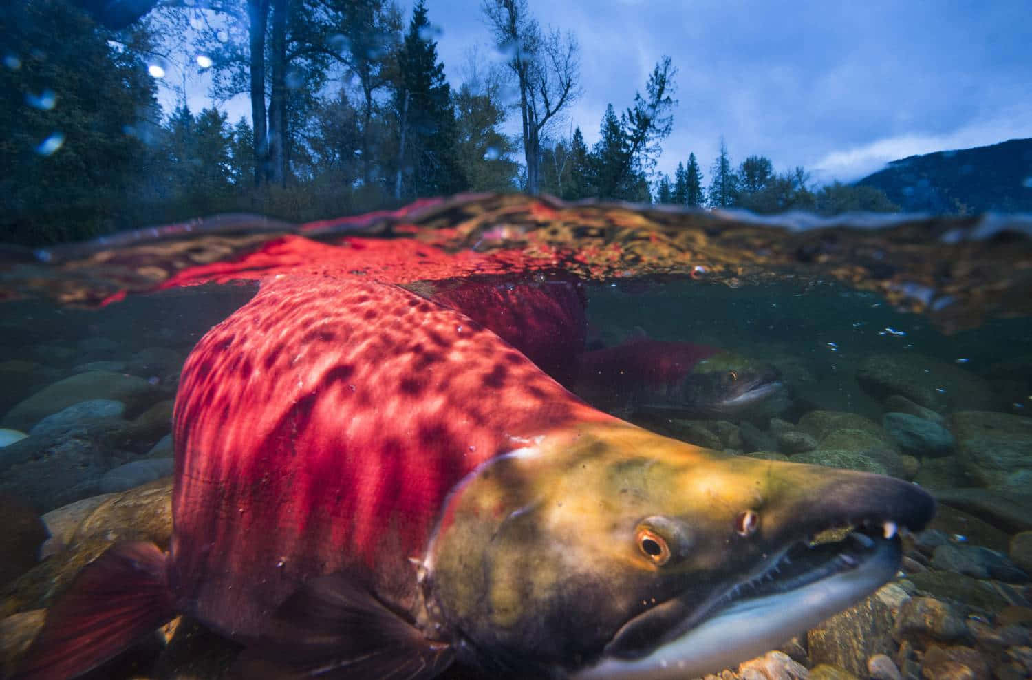 Underwater Sockeye Salmon Spawning Wallpaper