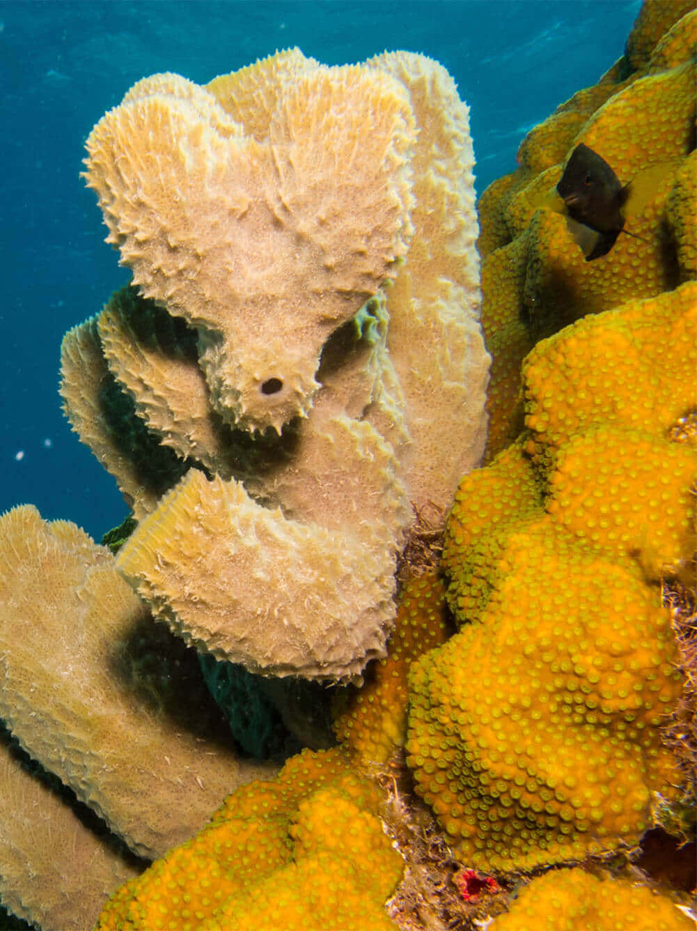 Underwater Spongeand Coral Scene Wallpaper